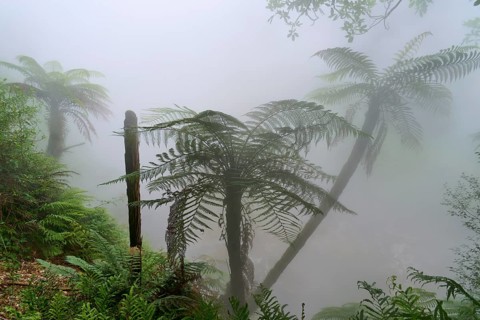 Mysterious, misty forest with fern trees and lush greenery, Te Manaroa Spring, hot spring, Waikite