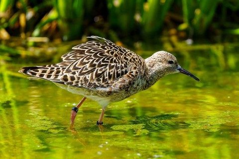 Bird with patterned plumage standing in green water, ruff (Calidris pugnax, Syn.: Philomachus