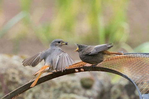 Female black redstart (Phoenicurus ochruros) feeding young on a wire mesh, Hesse, Germany