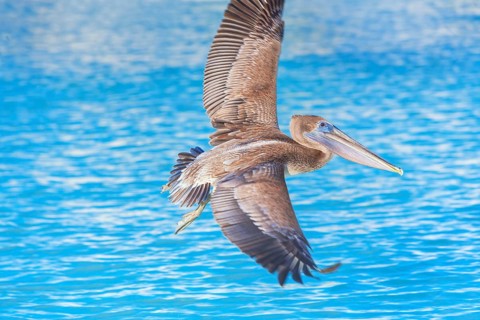 Brown pelican (Pelecanus occidentalis) in flight, Key West, Florida, USA