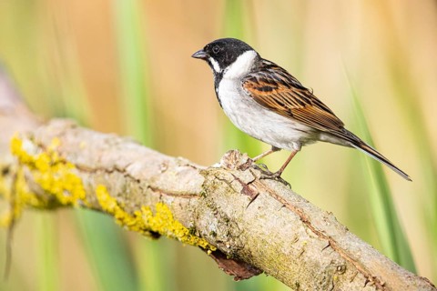 Reed bunting (Emberiza schoeniclus) ml Germany