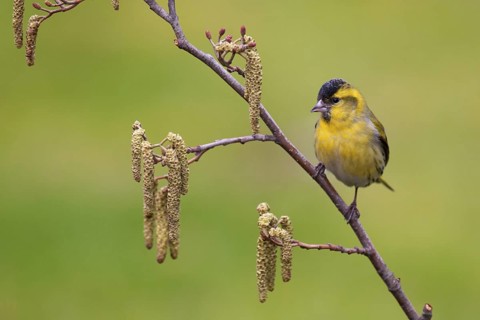 Eurasian Siskin (Spinus spinus) male, Berlin, Germany