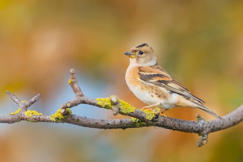 Bergfink, Fringilla montifringilla Brambling, Fringilla montifringilla