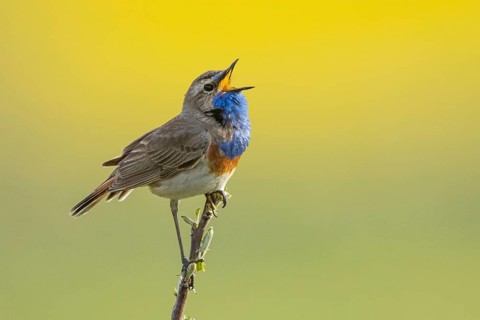 Bluethroat (Luscinia svecica cyanecula) male singing, Armenia