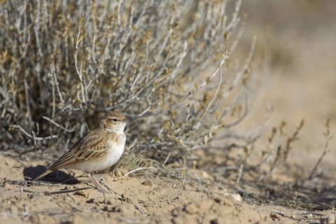 Fawn-colored Lark (Calendulauda africanoides), Northern Cape, Kgalagadi Transfrontier Park, South