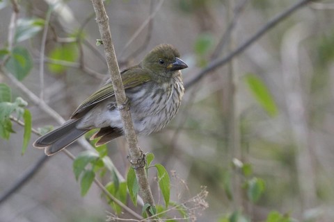 Streaked Saltator (Saltator striatipectus), Peru