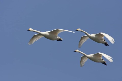 Tundra Swan (Cygnus columbianus bewickii) flying, Lake Biwa, Japan