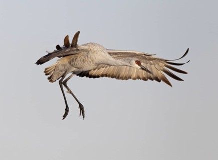 Sandhill Crane (Antigone canadensis) flying, New Mexico, USA