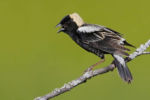 Bobolink (Dolichonyx oryzivorus) singing, Ontario, Canada