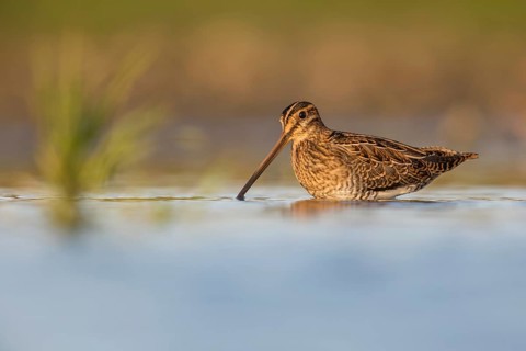 Common Snipe (Gallinago gallinago) foraging, Poland