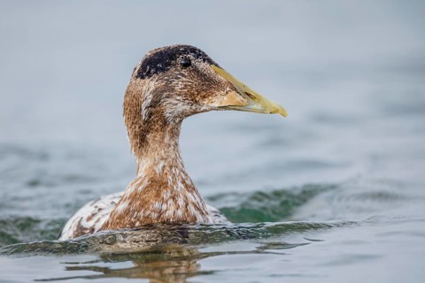 Eiderente, Somateria mollissima Common Eider, Somateria mollissima