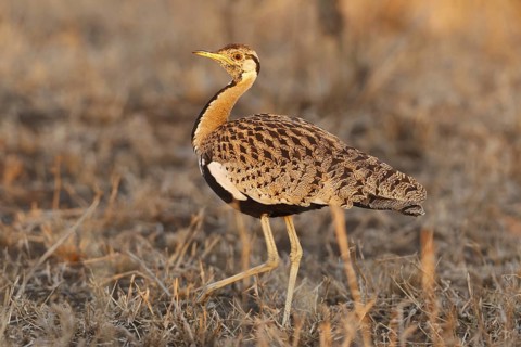 Black-bellied Bustard (Lissotis melanogaster), Kruger Park, South Africa
