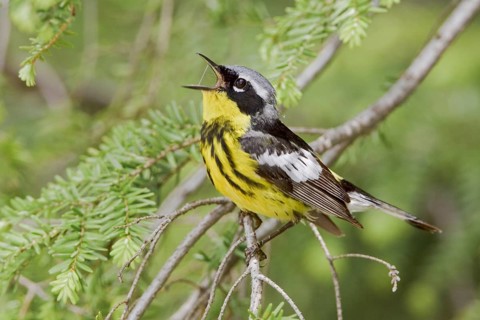 Magnolia Warbler (Setophaga magnolia) singing, Ontario, Canada