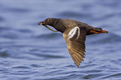 Pigeon Guillemot (Cepphus columba) flying, Washington, USA
