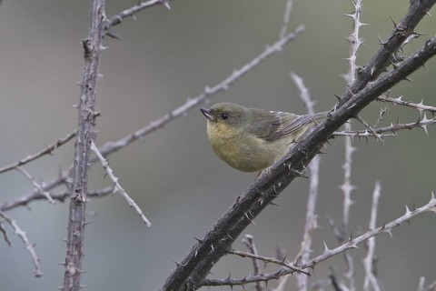 Rusty Flowerpiercer (Diglossa sittoides) female, Ecuador