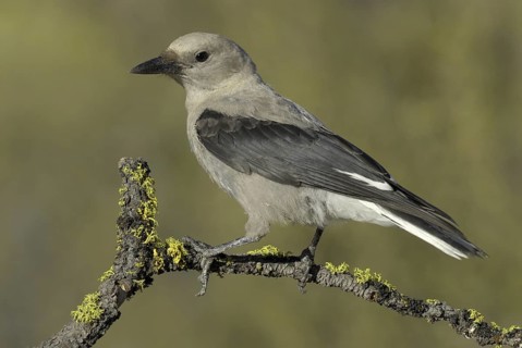 Clark's Nutcracker (Nucifraga columbiana), Oregon, USA