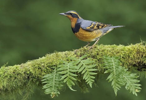 Varied Thrush (Ixoreus naevius), British Columbia, Canada