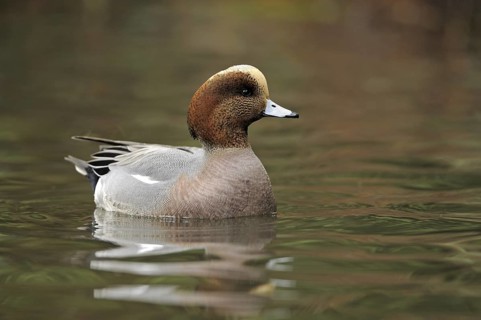Hybrid: Eurasian Wigeon x American Wigeon (Mareca penelope x Mareca americana) male, British