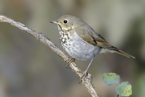Hermit Thrush (Catharus guttatus), British Columbia, Canada