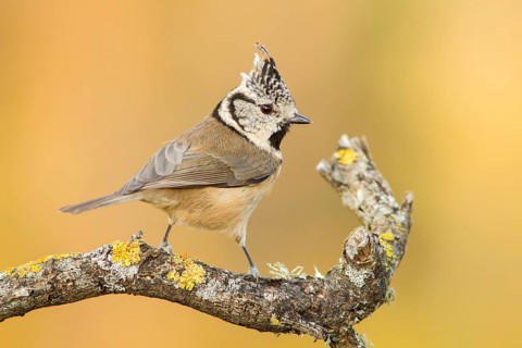 European Crested Tit (Lophophanes cristatus), perched on a branch, Galicia, Spain