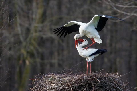 White Stork (Ciconia ciconia) pair mating, North Rhine-Westphalia, Germany
