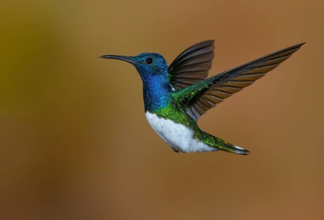 White-necked Jacobin (Florisuga mellivora) - at the Nature Pavilion in La Virgen, Costa Rica