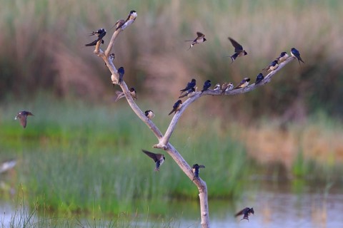 Barn Swallow & Sand Martin (Hirundo rustica & Riparia riparia), Mallorca, Spain