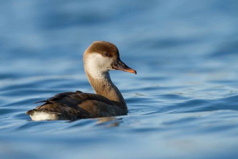 Red-crested Pochard (Netta rufina) female, Zurich, Switzerland