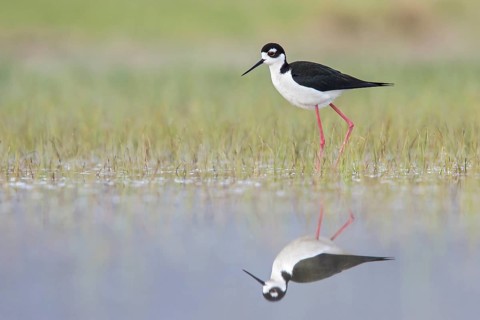 Black-necked Stilt (Himantopus mexicanus) feeding in a marsh in central Washington State, USA