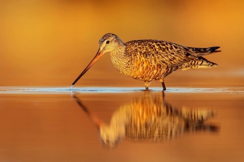 Hudsonian Godwit (Limosa haemastica) in a pond in the tundra near Churchill, Manitoba, Canada