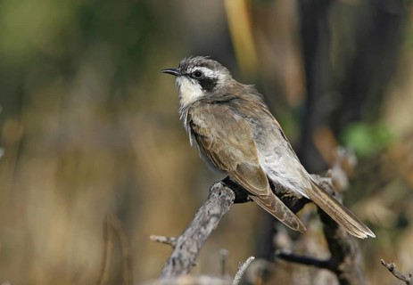 Black-eared Cuckoo (Chrysococcyx osculans), New South Wales, Australia