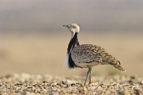 Houbara Bustard (Chlamydotis undulata) male, Nitzana, Negev, Israel