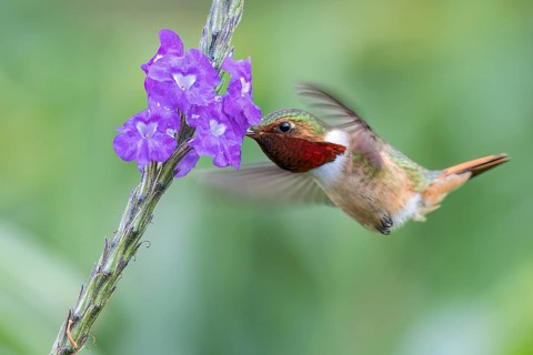 Scintillant Hummingbird (Selasphorus scintilla) flying while feeding at a flower in Panama