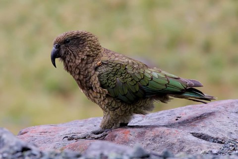 Kea (Nestor notabilis), New Zealand