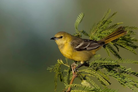 Hooded Oriole (Icterus cucullatus) female, California, USA