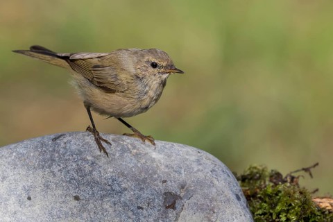 Common Chiffchaff (Phylloscopus collybita) perched on a stone, Lower Saxony, Germany