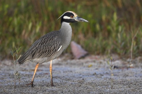 Yellow-crowned Night Heron (Nyctanassa violacea), Florida, USA