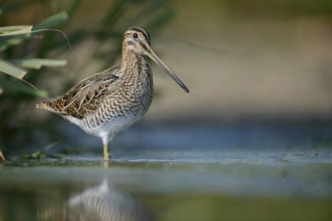 Common Snipe (Gallinago gallinago), Thuringia, Germany