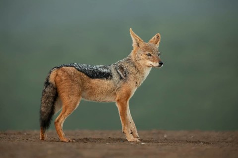 Black-backed Jackal (Canis mesomelas) in savanna, South Africa