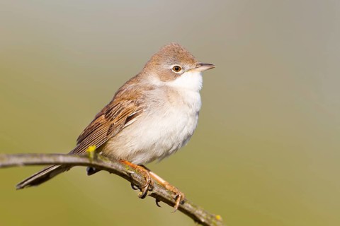 Common Whitethroat (Sylvia communis), Baden-Wuerttemberg, Germany