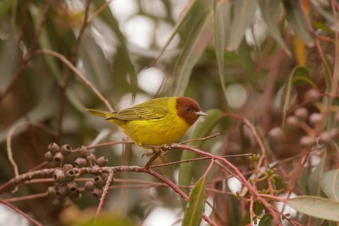 Mangrove Warbler (Setophaga petechia bryanti) male, California, USA