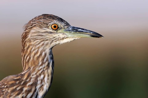 Black-crowned Night Heron (Nycticorax nycticorax) juvenile, Nahsholim, Israel