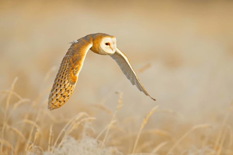 Owl fly with open wings. Barn Owl, Tyto alba, flight above the rime white grass in the morning.