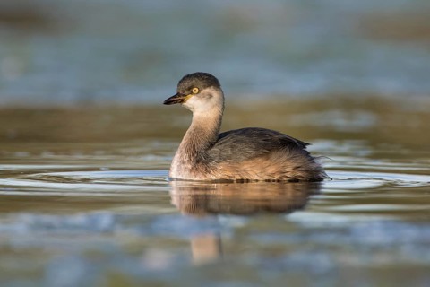 Australasian Grebe (Tachybaptus novaehollandiae), Victoria, Australia