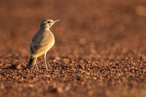 Greater Hoopoe-Lark (Alaemon alaudipes) perched on the ground, Rgabi, Morocco