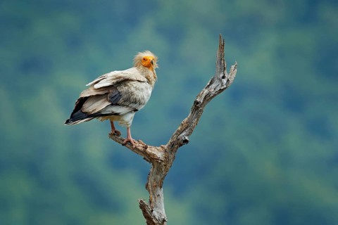 Egyptian vulture, Neophron percnopterus, big bird of prey sitting on branch, green mountain, nature