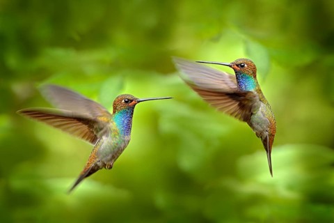 Hummingbird in flight, green forest nature habitat, White-tailed Hillstar, Urochroa bougueri,