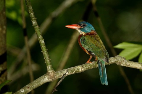 Green-backed Kingfisher (Actenoides monachus) male perched on a branch, Sulawesi Utara, Indonesia