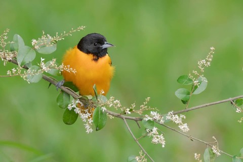 Baltimore Oriole (Icterus galbula) male, Texas, USA