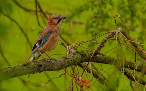 Eichelhäher (Garrulus glandarius) beim Nestbau im Regen